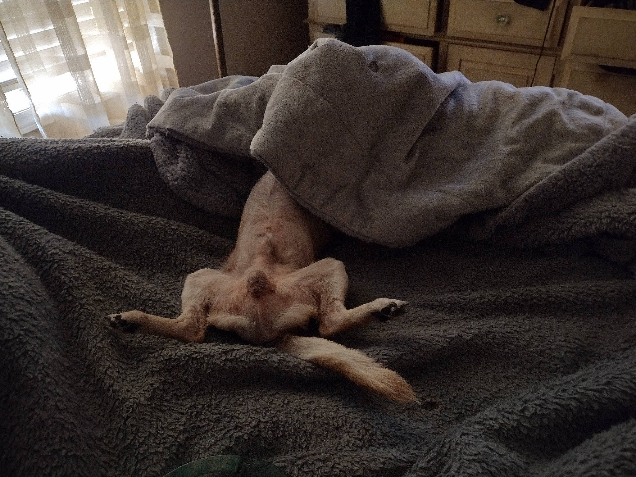 Spike joined the competition — help win amazing prizes! bedding, brown, canidae, carnivore, comfort, companion_dog, couch, dog_breed, duvet, fawn, felidae, fur, grey, linens, room, small_to_medium_sized_cats, sporting_group, tail, whiskers, wood