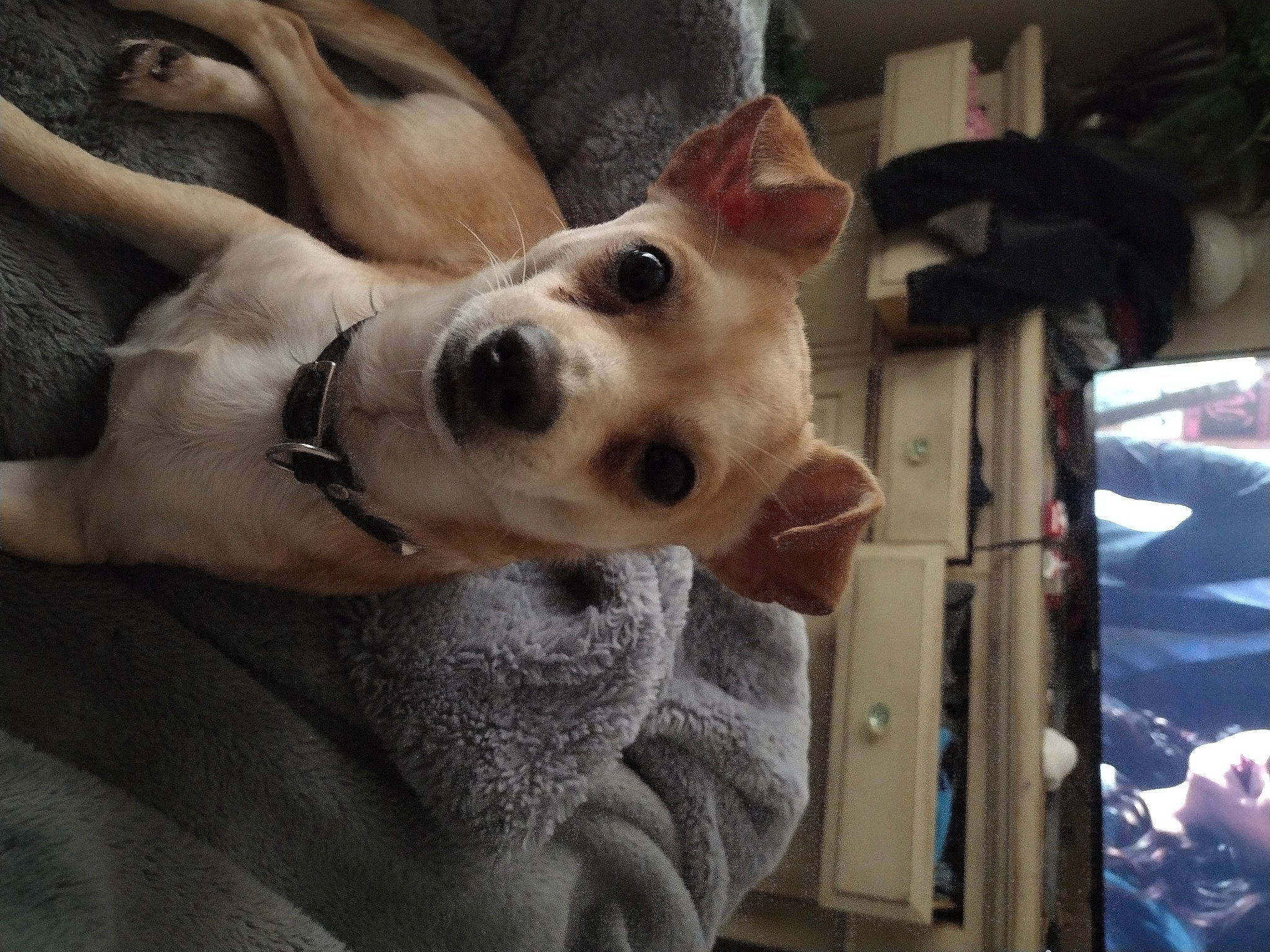 Spike joined the competition — help win amazing prizes! canidae, carnivore, collar, companion_dog, dog, dog_breed, dog_collar, ear, fawn, foot, fur, gesture, guard_dog, jaw, paw, selfie, snout, sporting_group, whiskers, working_animal