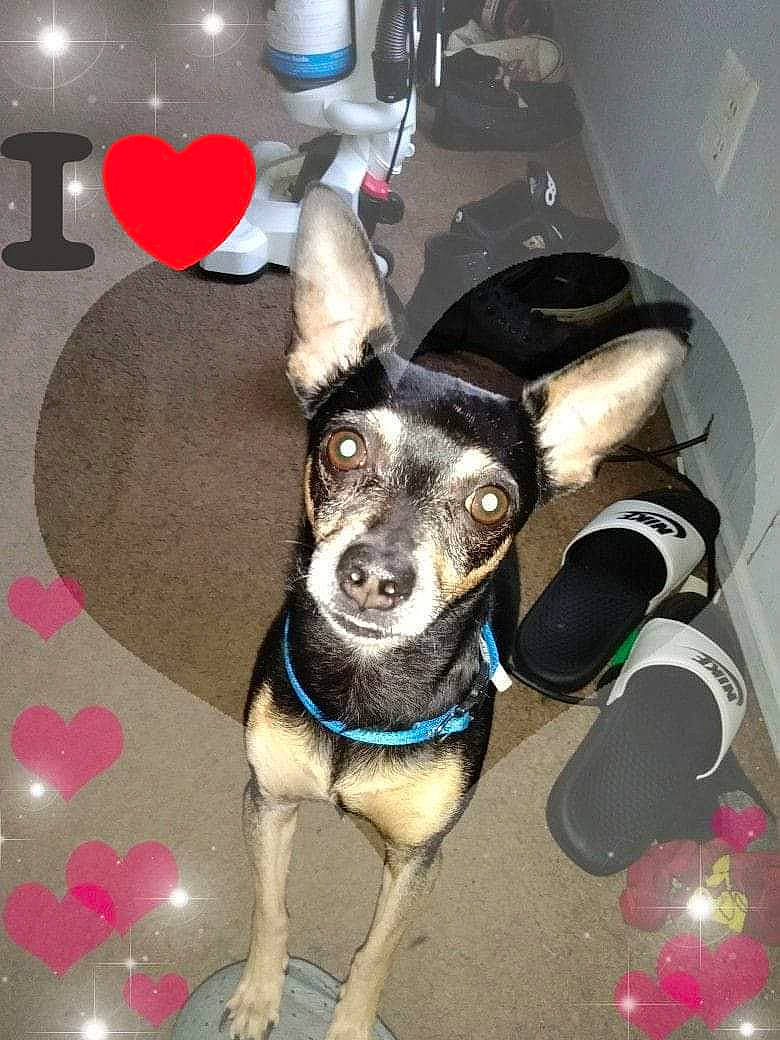 Ozzy joined the competition — help win amazing prizes! canidae, carnivore, collar, companion_dog, dog, dog_breed, dog_clothes, dog_collar, dog_supply, fashion_accessory, fawn, leash, party_hat, paw, pet_supply, pink, snout, sporting_group, tail, working_animal