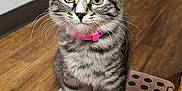 Bella is registered to the contest to win money with this photo: kitten, tabby, cat, pink_collar, step_stool, indoor, wooden_floor, curious, pet, animal, cute, feline, whiskers, ears, eyes, floor, wall, domestic, young, sitting
