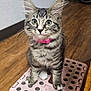 kitten, tabby, cat, pink_collar, step_stool, indoor, wooden_floor, curious, pet, animal, cute, feline, whiskers, ears, eyes, floor, wall, domestic, young, sitting
