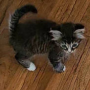 Bella joined the competition — help win amazing prizes! kitten, cat, pet, fur, whiskers, floor, wooden_floor, indoor, small, cute, animal, young, curious, paws, ears, feline, domestic, adorable, walking, tiny