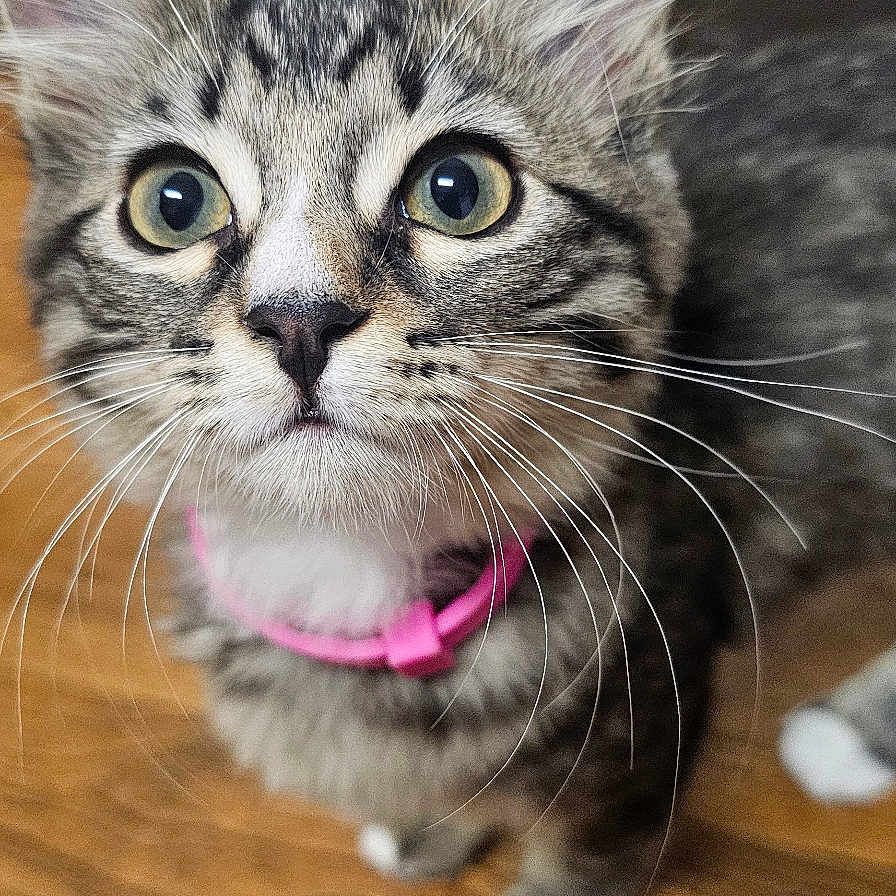 Bella joined the competition — help win amazing prizes! animal, cat, close_up, collar, cute, domestic_animal, ears, eyes, floor, fur, indoor, kitten, looking_up, pet, pink_collar, small, tabby, whiskers, wooden_floor, young