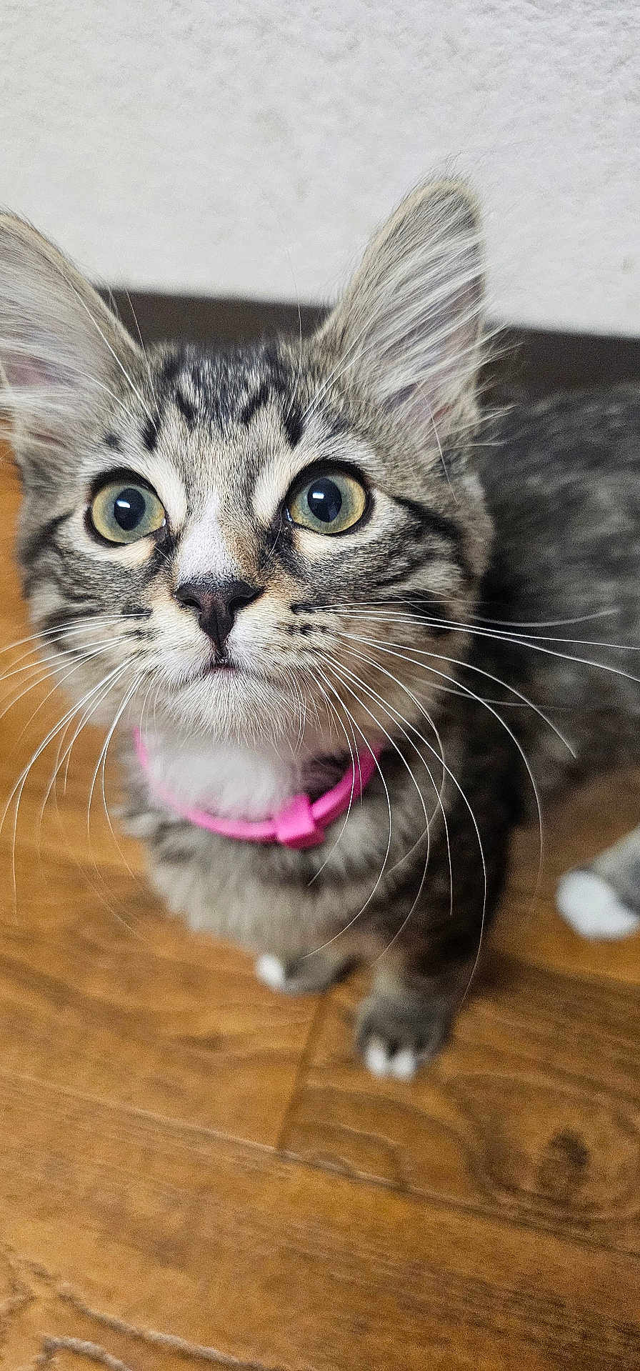Bella joined the competition — help win amazing prizes! cat, kitten, tabby, pet, animal, collar, pink_collar, whiskers, floor, wooden_floor, fur, ears, eyes, cute, domestic_animal, indoor, close_up, young, looking_up, small