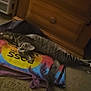 Bella joined the competition — help win amazing prizes! cat, tabby_cat, carpet, tote_bag, wooden_furniture, drawer, pet, indoor, animal, curious, resting, striped, feline, domestic_animal, floor, colorful, relaxed, looking, cozy, home