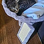 Bella joined the competition — help win amazing prizes! kitten, cat, sleeping, cat_bed, blanket, wooden_floor, tabby, pet, furry, cozy, domestic_animal, indoor, scratching_post, plush_toy, giraffe_toy, resting, cute, feline, soft_texture, animal