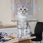 Anastasia participe au concours pour gagner de l'argent avec cette photo : cat, tabby, silver_tabby, indoor, curtain, polka_dot, table, chair, furniture, pet, animal, sitting, curious, wide_eyes, fluffy, cute, domestic_cat, portrait, household, window