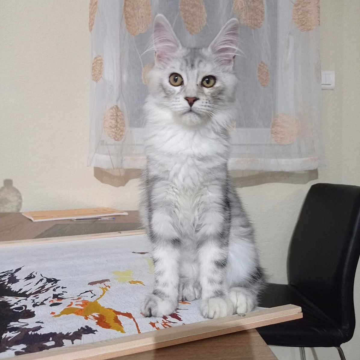 Anastasia participe au concours pour gagner de l'argent avec cette photo : animal, cat, chair, curious, curtain, cute, domestic_cat, fluffy, furniture, household, indoor, pet, polka_dot, portrait, silver_tabby, sitting, tabby, table, wide_eyes, window