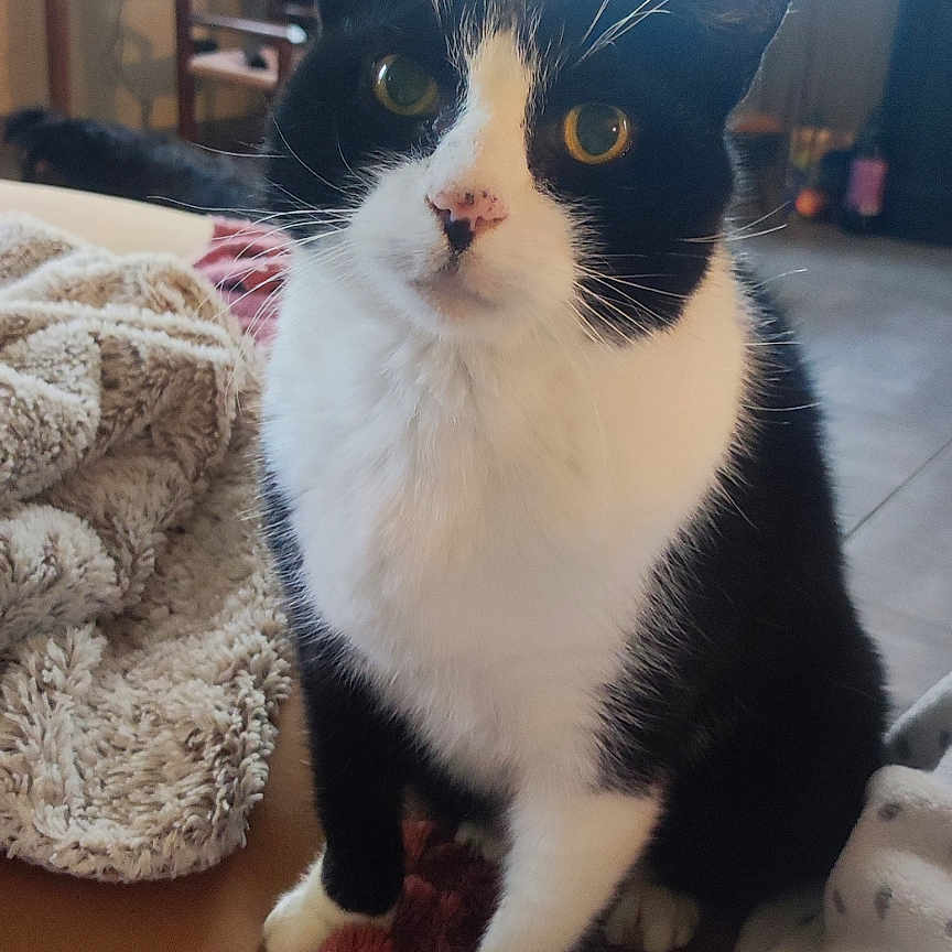 Mimi a rejoint le concours — aidez-le/la à gagner de superbes lots ! animal, bed, black_and_white, blanket, cat, cozy, curious, curtains, domestic, floor, fur, furniture, indoor, mammal, pet, portrait, resting, whiskers, window, yellow_eyes