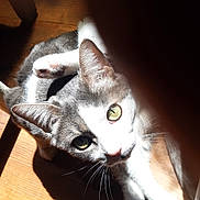 Yodi a rejoint le concours — aidez-le/la à gagner de superbes lots ! cat, animal, pet, feline, wooden_floor, sunlight, shadow, whiskers, ears, eyes, paw, curious, indoor, relaxed, closeup, domestic, cute, mammal, fur, resting