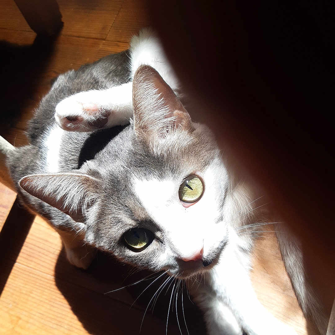 Yodi a rejoint le concours — aidez-le/la à gagner de superbes lots ! animal, cat, closeup, curious, cute, domestic, ears, eyes, feline, fur, indoor, mammal, paw, pet, relaxed, resting, shadow, sunlight, whiskers, wooden_floor