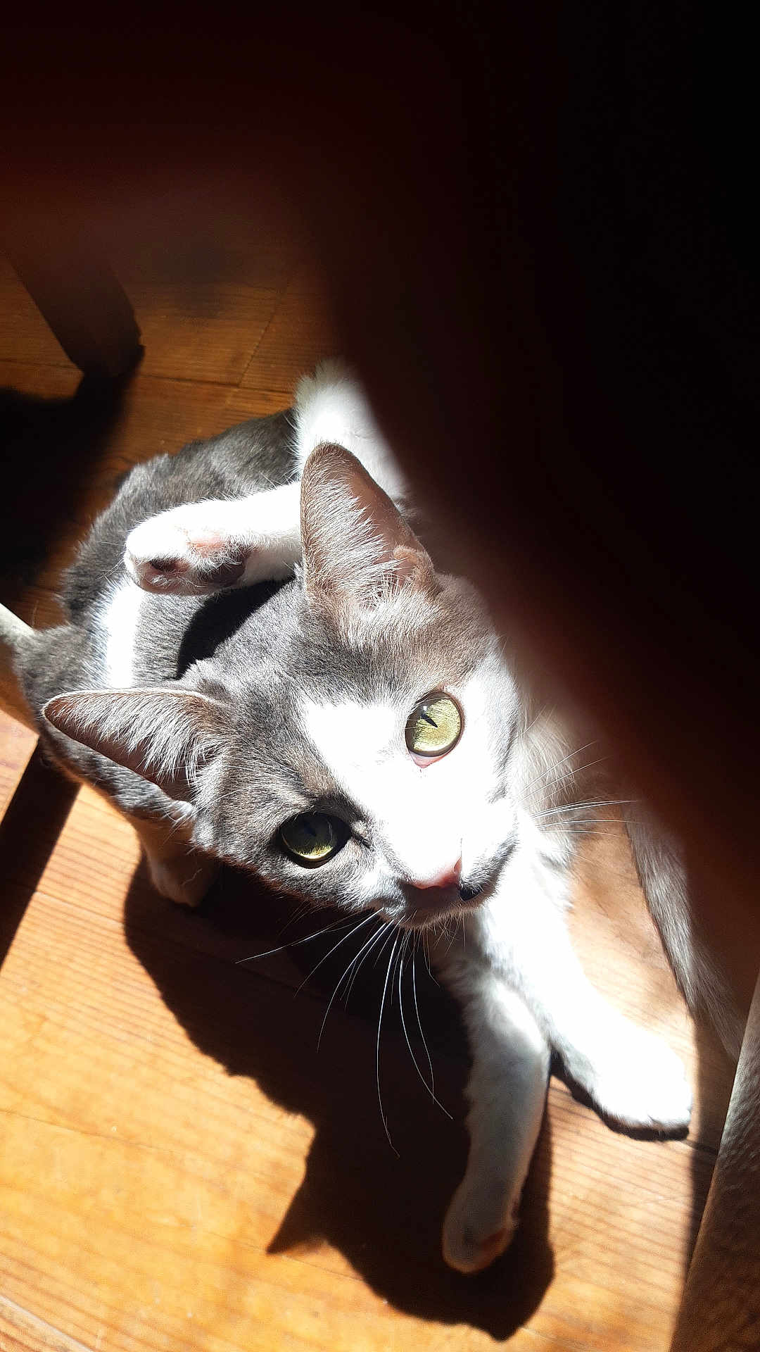 Yodi a rejoint le concours — aidez-le/la à gagner de superbes lots ! cat, animal, pet, feline, wooden_floor, sunlight, shadow, whiskers, ears, eyes, paw, curious, indoor, relaxed, closeup, domestic, cute, mammal, fur, resting