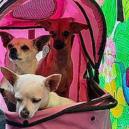 Inoa a rejoint le concours — aidez-le/la à gagner de superbes lots ! animal, canine, closeup, colorful, cute, dog, ears, face, flower, fur, hummingbird, leisure, mural, outdoor, pet_stroller, pink, portrait, resting, small_dog, three_animals