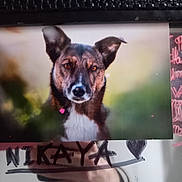 Nikaya a rejoint le concours — aidez-le/la à gagner de superbes lots ! dog, animal, portrait, close_up, black_and_brown, white_chest, upright_ears, serious_expression, looking_at_camera, pet, canine, photograph, printed_photo, handwritten_text, text_overlay, heart, keyboard, indoor, reflection, homemade_display