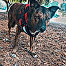 Nikaya a rejoint le concours — aidez-le/la à gagner de superbes lots ! dog, canine, pet, animal, outdoors, forest, trees, pine_needles, ground, harness, red_harness, black_fur, brown_fur, pointed_ears, standing, portrait, looking_at_camera, nature, daylight, woodland