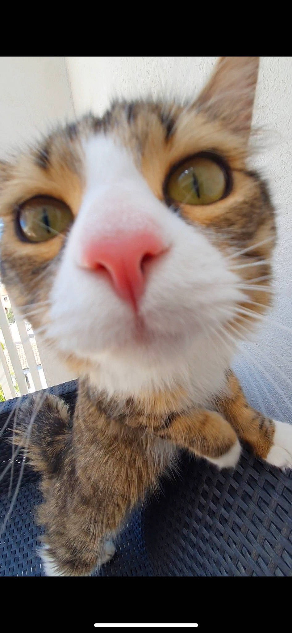 Pookie a rejoint le concours — aidez-le/la à gagner de superbes lots ! carnivore, cat, close_up, domestic_short_haired_cat, ear, eye, eyelash, fawn, felidae, fur, head, iris, mammal, nose, paw, plant, small_to_medium_sized_cats, snout, tail, whiskers