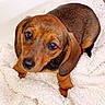Ruby a rejoint le concours — aidez-le/la à gagner de superbes lots ! puppy, dachshund, dog, pet, animal, cute, brown, black, fur, ears, blanket, indoor, cozy, looking_up, small, young, adorable, snout, paw, companion