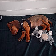 Ruby a rejoint le concours — aidez-le/la à gagner de superbes lots ! dog, puppy, sleeping, dachshund, stuffed_animal, toy, blanket, harness, pet, cute, resting, indoor, cozy, animal, fur, small_dog, brown, black, relaxing, companion
