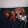 dog, puppy, sleeping, dachshund, stuffed_animal, toy, blanket, harness, pet, cute, resting, indoor, cozy, animal, fur, small_dog, brown, black, relaxing, companion
