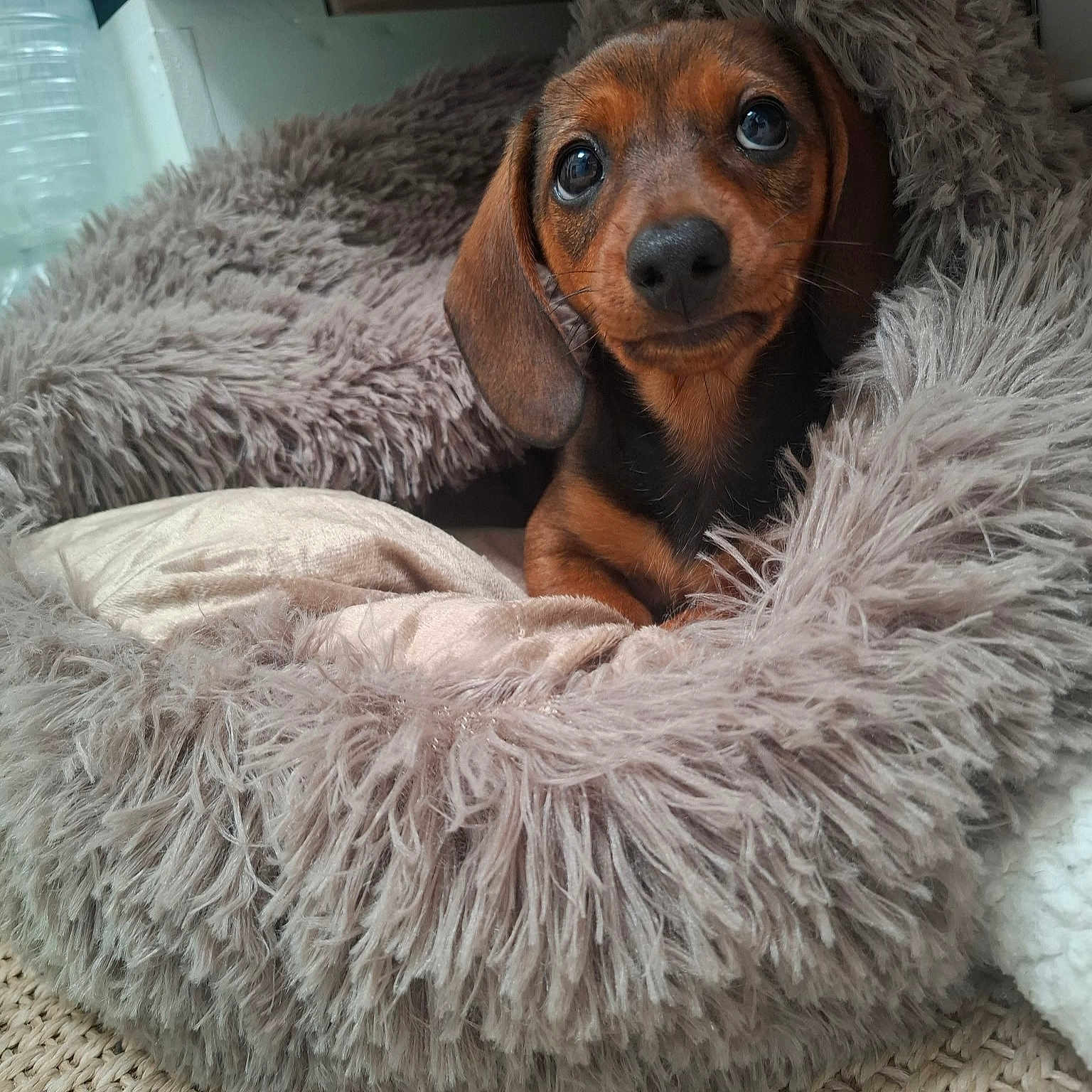 Ruby a rejoint le concours — aidez-le/la à gagner de superbes lots ! dachshund, puppy, dog, pet_bed, fluffy, blanket, cozy, cute, brown, fur, indoor, resting, looking_up, soft_texture, animal, canine, adorable, close_up, young, sleepy