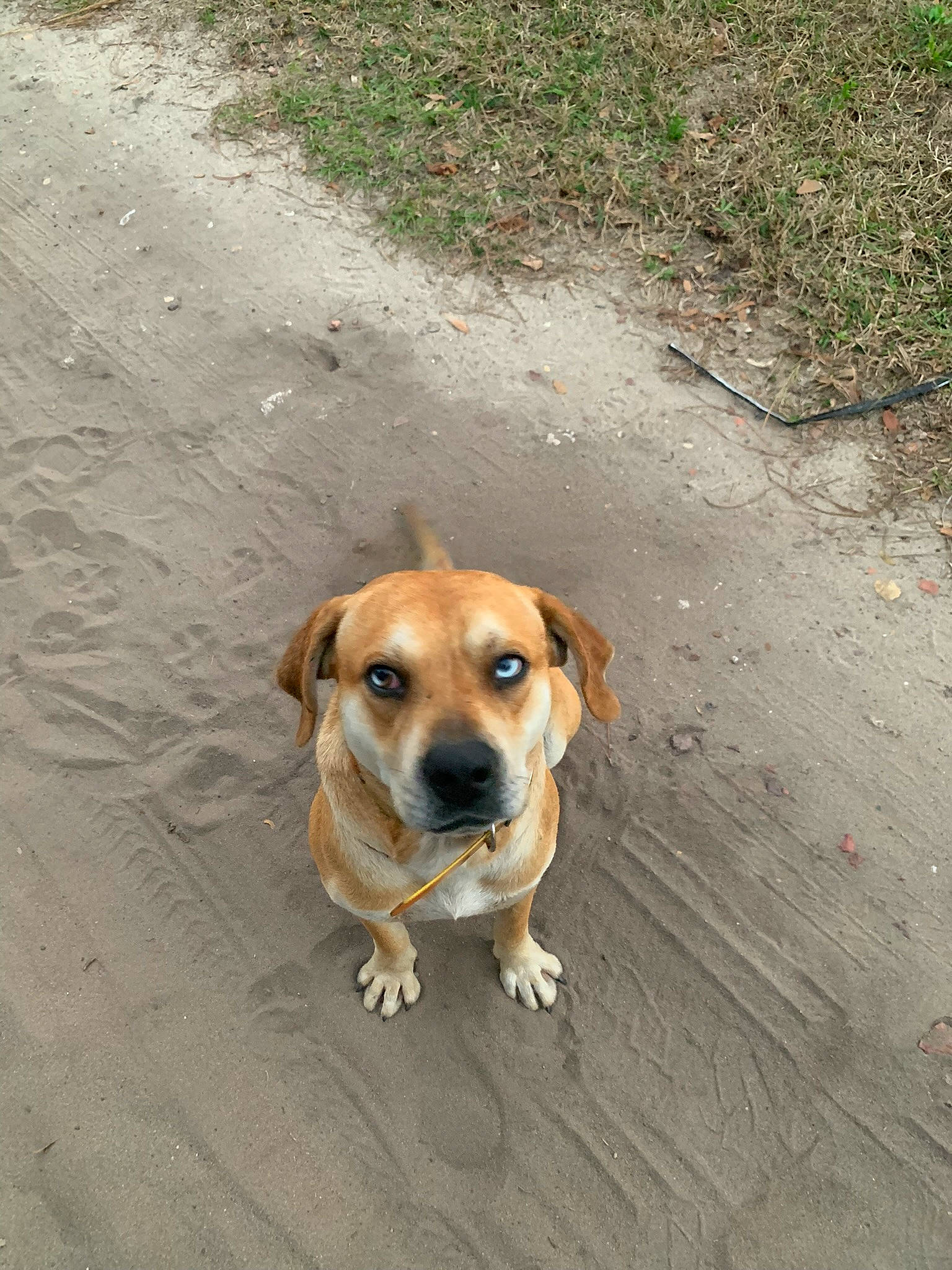 Diesel joined the competition — help win amazing prizes! asphalt, canidae, carnivore, companion_dog, dog, dog_breed, fawn, plant, road_surface, snout, soil, sporting_group, tail, working_animal