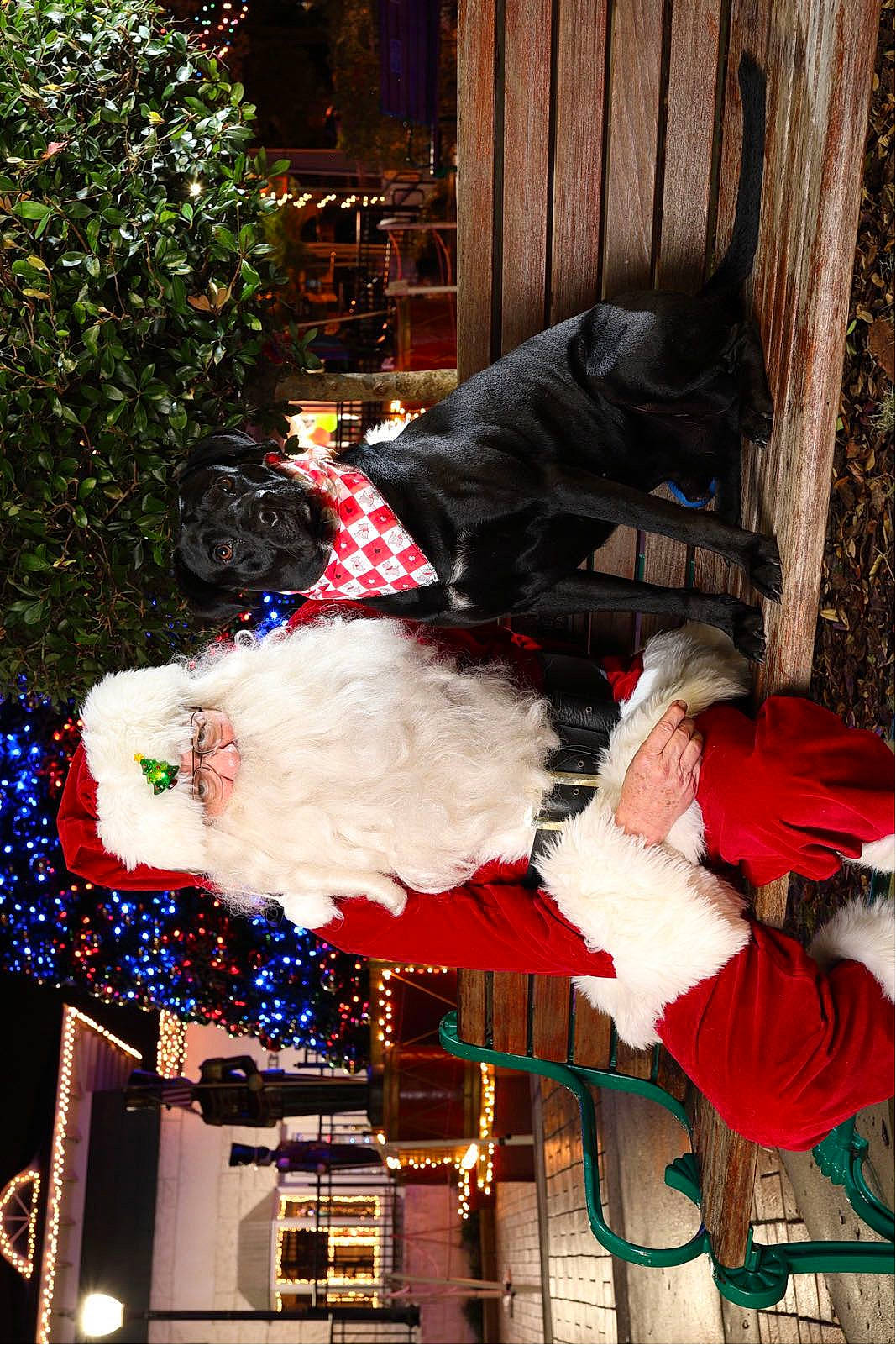 Oso is registered to the contest to win money with this photo: carmine, christmas, christmas_decoration, christmas_eve, christmas_ornament, door, event, fictional_character, fun, holiday, mammal, ornament, plant, red, santa_claus, tradition, tree, vertebrate, window, winter