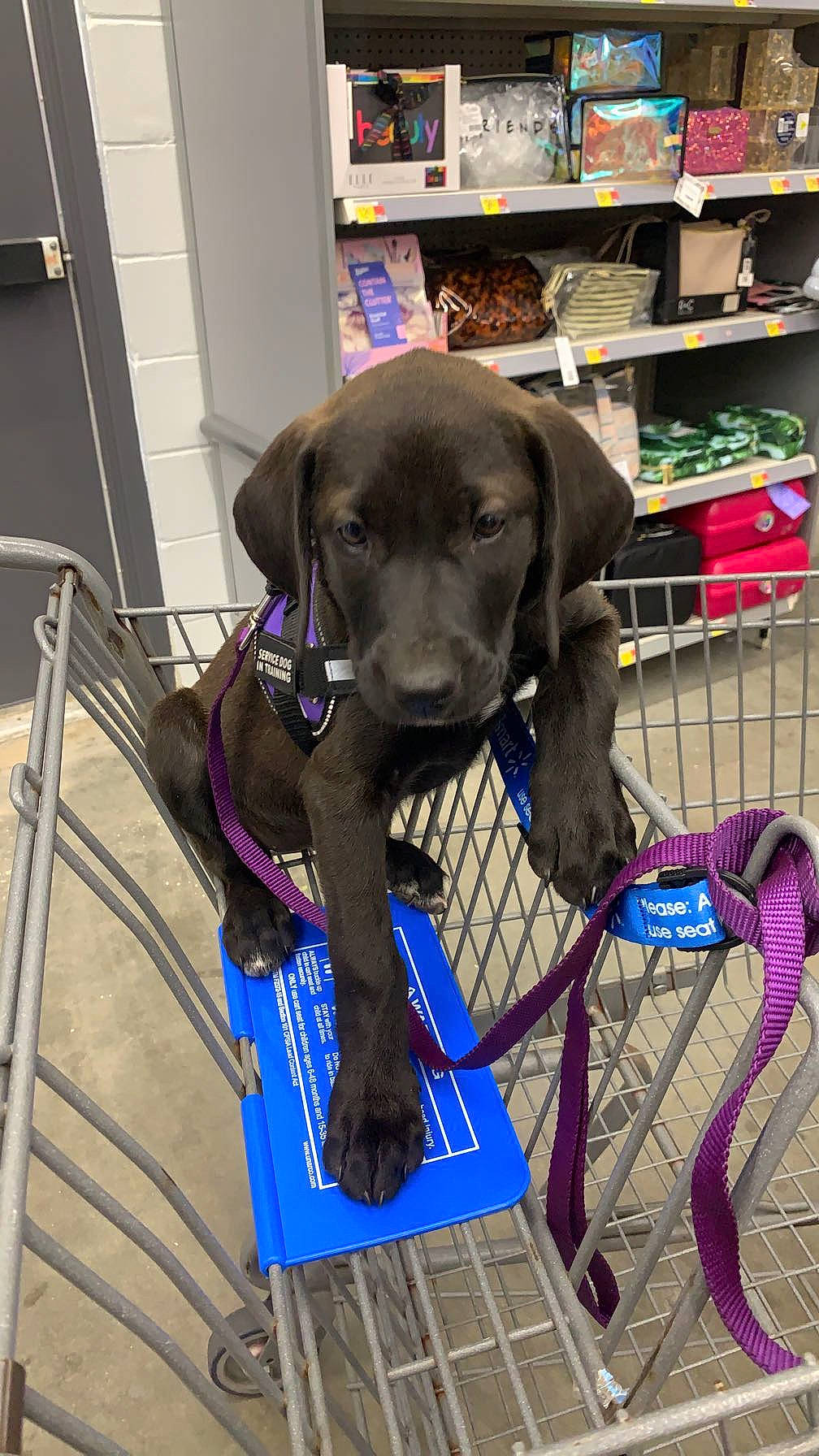 Booger is registered to the contest to win money with this photo: bookcase, carnivore, collar, companion_dog, dog, dog_breed, dog_collar, dog_supply, electric_blue, fashion_accessory, gun_dog, leash, liver, pet_supply, publication, retail, shelf, shelving, sporting_group, working_animal