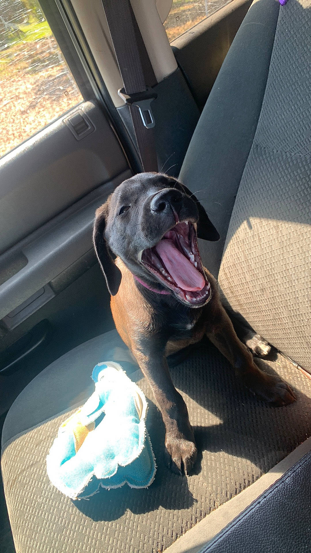 Booger joined the competition — help win amazing prizes! auto_part, automotive_exterior, canidae, car, car_seat, carnivore, comfort, companion_dog, dog, dog_breed, family_car, fang, fawn, guard_dog, non_sporting_group, snout, sporting_group, vehicle, vehicle_door, windshield