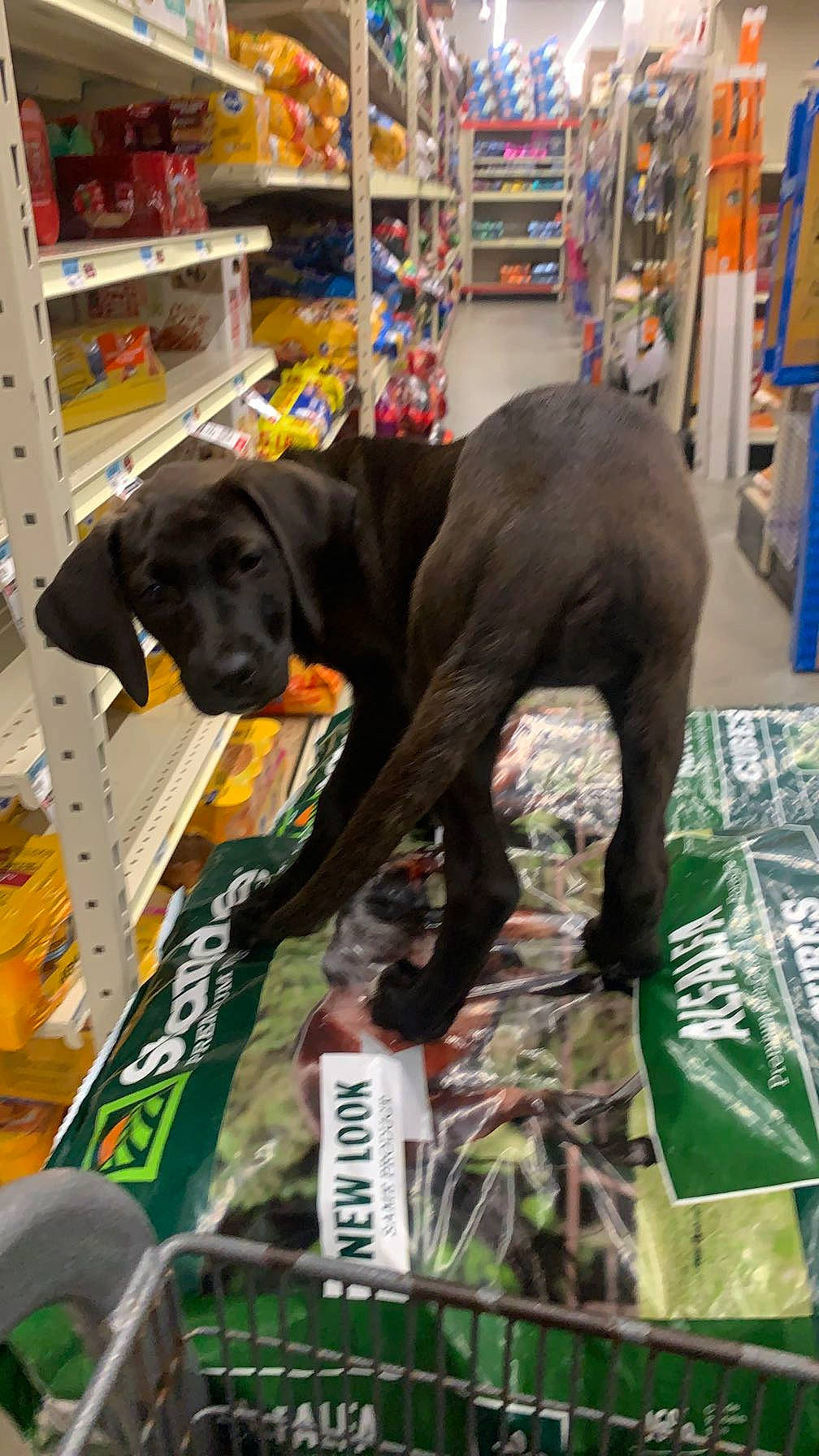Booger joined the competition — help win amazing prizes! bookcase, canidae, carnivore, collar, companion_dog, dog, dog_breed, dog_collar, dog_supply, fawn, guard_dog, liver, military_camouflage, publication, retail, shelf, shelving, sporting_group, working_animal, working_dog