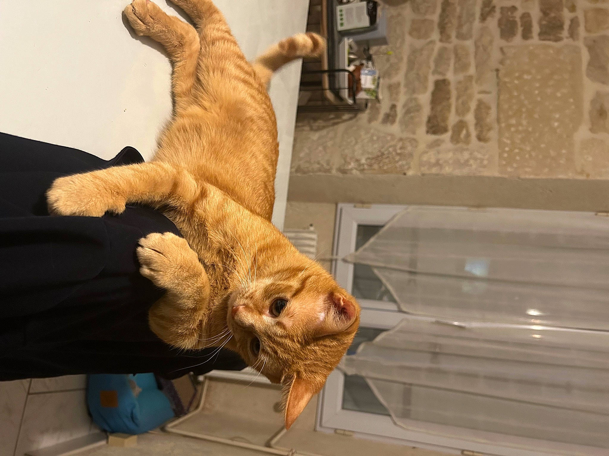 Garfield a rejoint le concours — aidez-le/la à gagner de superbes lots ! art, artifact, canidae, carnivore, cat, claw, comfort, companion_dog, domestic_short_haired_cat, fawn, felidae, fur, paw, room, small_to_medium_sized_cats, snout, tail, terrestrial_animal, whiskers, wood