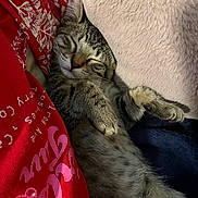 Jasper is registered to the contest to win money with this photo: cat, tabby, sleeping, cozy, pillow, fabric, red, white_text, pink_text, fur, paw, whiskers, cute, resting, indoor, relaxed, animal, pet, closeup, soft