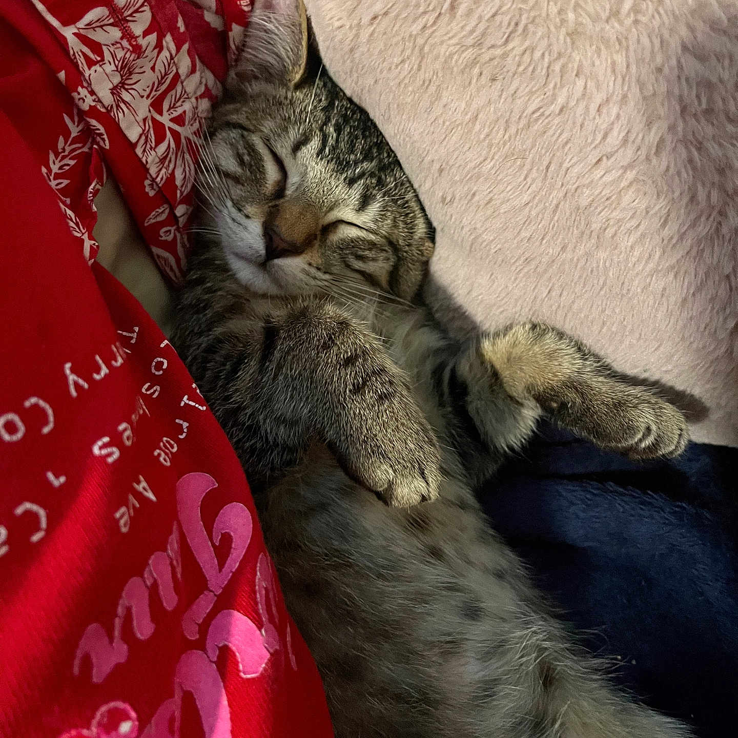 Jasper is registered to the contest to win money with this photo: cat, tabby, sleeping, cozy, pillow, fabric, red, white_text, pink_text, fur, paw, whiskers, cute, resting, indoor, relaxed, animal, pet, closeup, soft