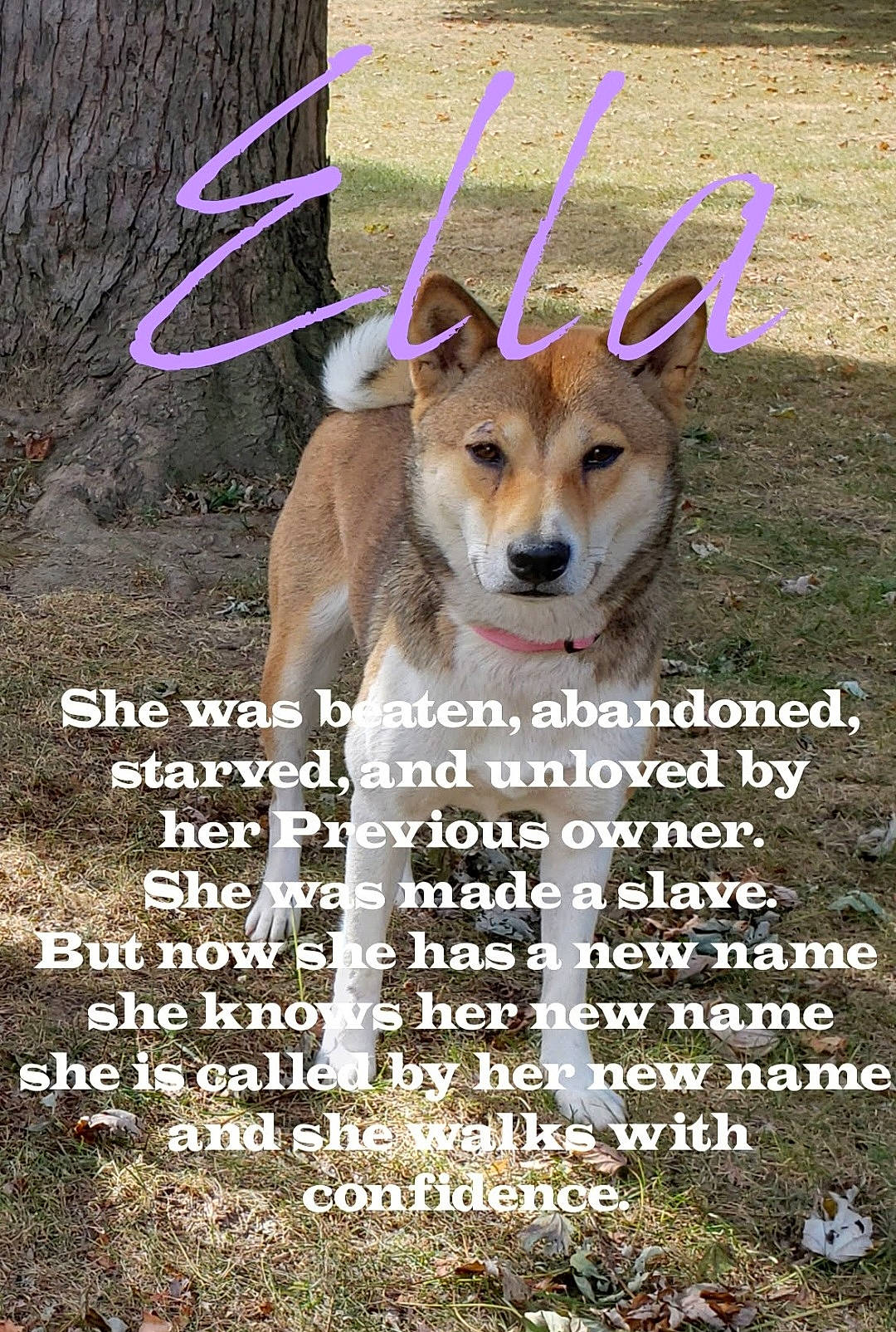 Ella joined the competition — help win amazing prizes! adaptation, advertising, carnivore, companion_dog, deer, dog, dog_breed, fawn, font, grass, happy, mammal, organism, pet_supply, photo_caption, plant, poster, terrestrial_animal, vertebrate, wildlife