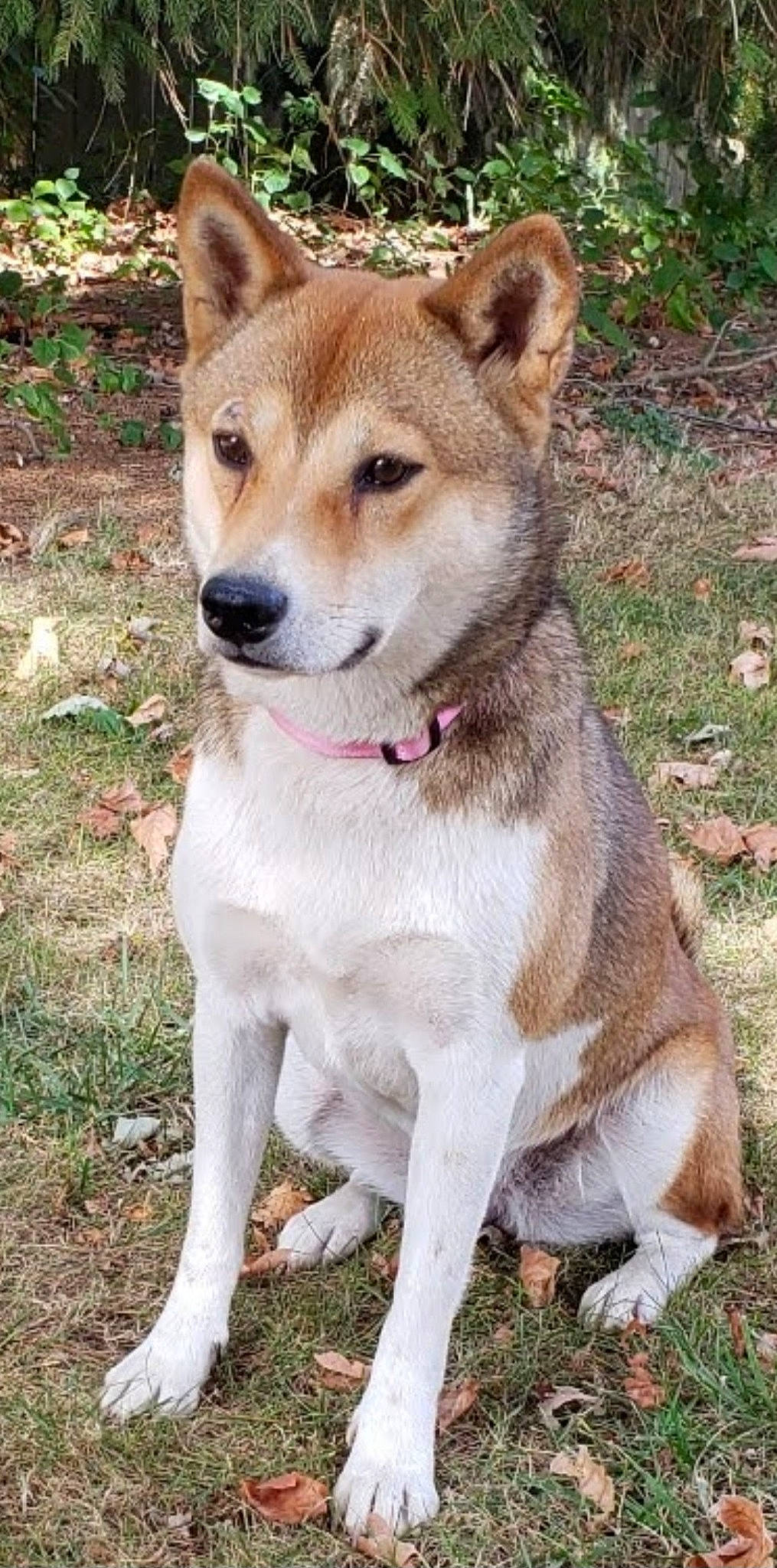 Ella joined the competition — help win amazing prizes! ancient_dog_breeds, canidae, carnivore, collar, companion_dog, dog, dog_breed, dog_collar, fawn, fur, non_sporting_group, plant, snout, sporting_group, tail, terrestrial_animal, working_animal