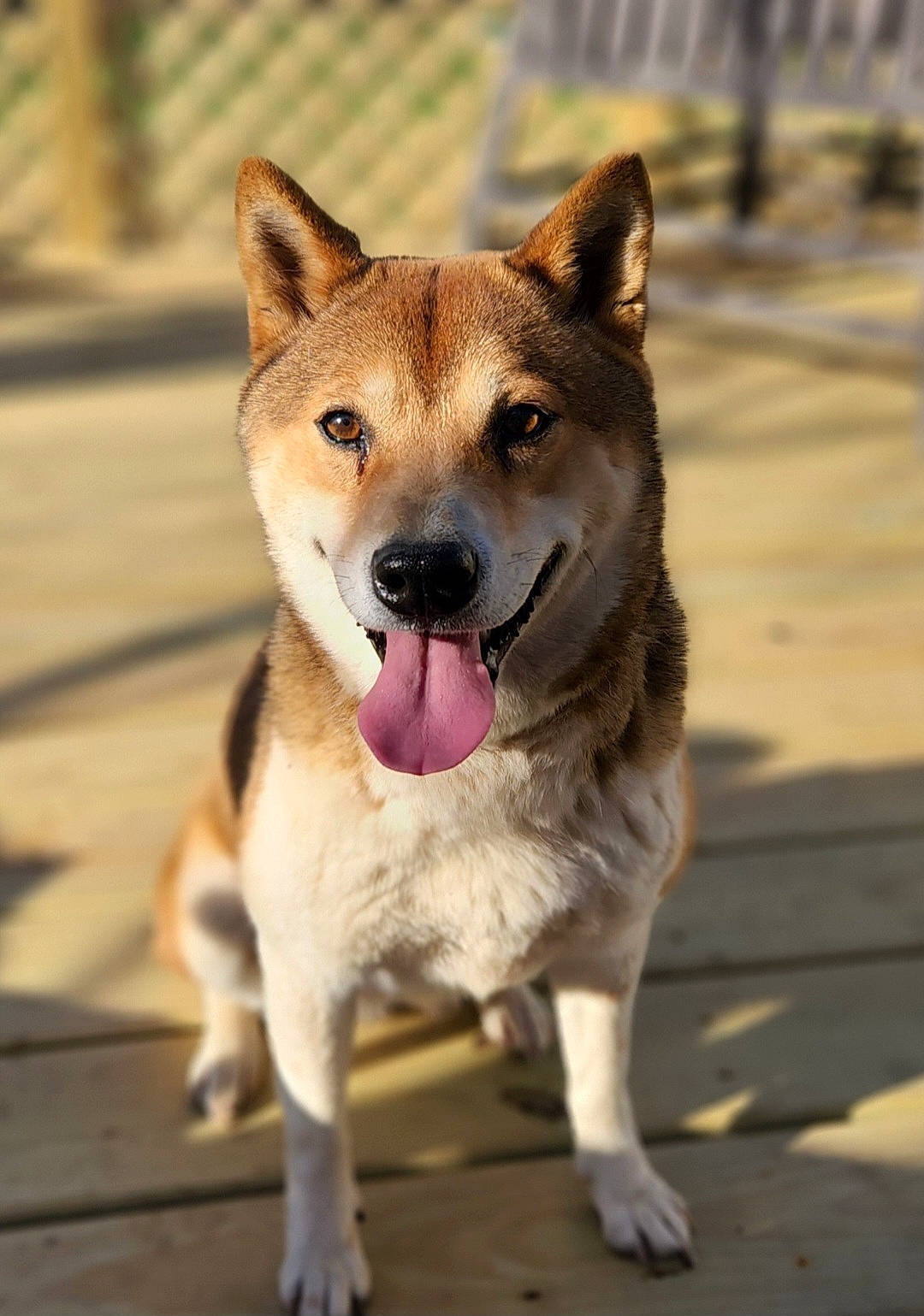 Ella joined the competition — help win amazing prizes! ancient_dog_breeds, canidae, carnivore, collar, companion_dog, dingo, dog, dog_breed, fawn, fur, non_sporting_group, pet_supply, snout, sporting_group, street_dog, tail, terrestrial_animal, whiskers, working_animal, working_dog