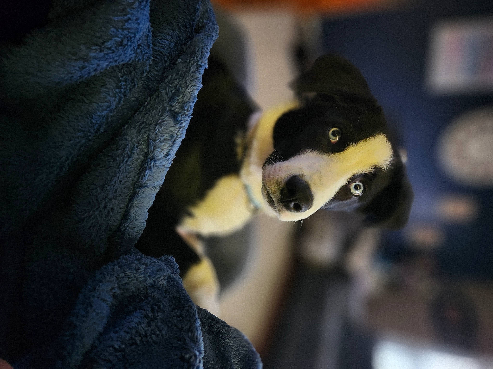 Buddy is registered to the contest to win money with this photo: canidae, carnivore, claw, companion_dog, darkness, dog_breed, electric_blue, fur, jaw, snout, sporting_group, terrestrial_animal, whiskers