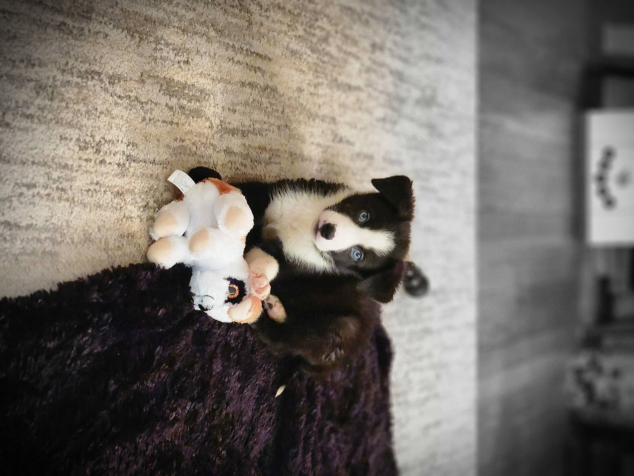 Buddy is registered to the contest to win money with this photo: canidae, carnivore, companion_dog, darkness, eye, eyewear, fawn, felidae, flash_photography, fur, monochrome, monochrome_photography, panda, snout, tail, terrestrial_animal, tints_and_shades, toy, whiskers, wood