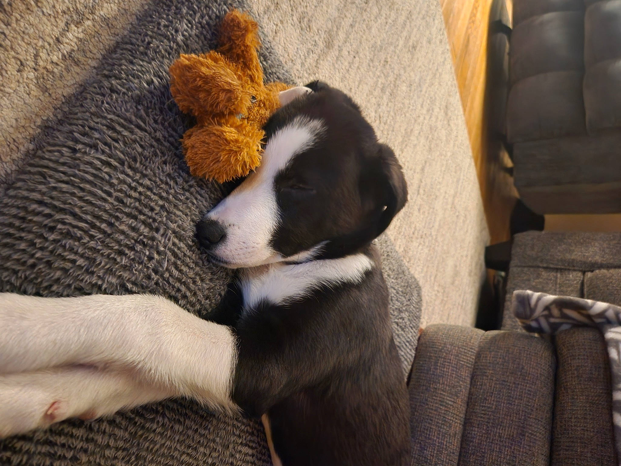 Buddy joined the competition — help win amazing prizes! armrest, canidae, carnivore, chair, comfort, companion_dog, couch, dog, dog_breed, fawn, flooring, fur, human_leg, paw, snout, sporting_group, tail, terrestrial_animal, whiskers, working_animal