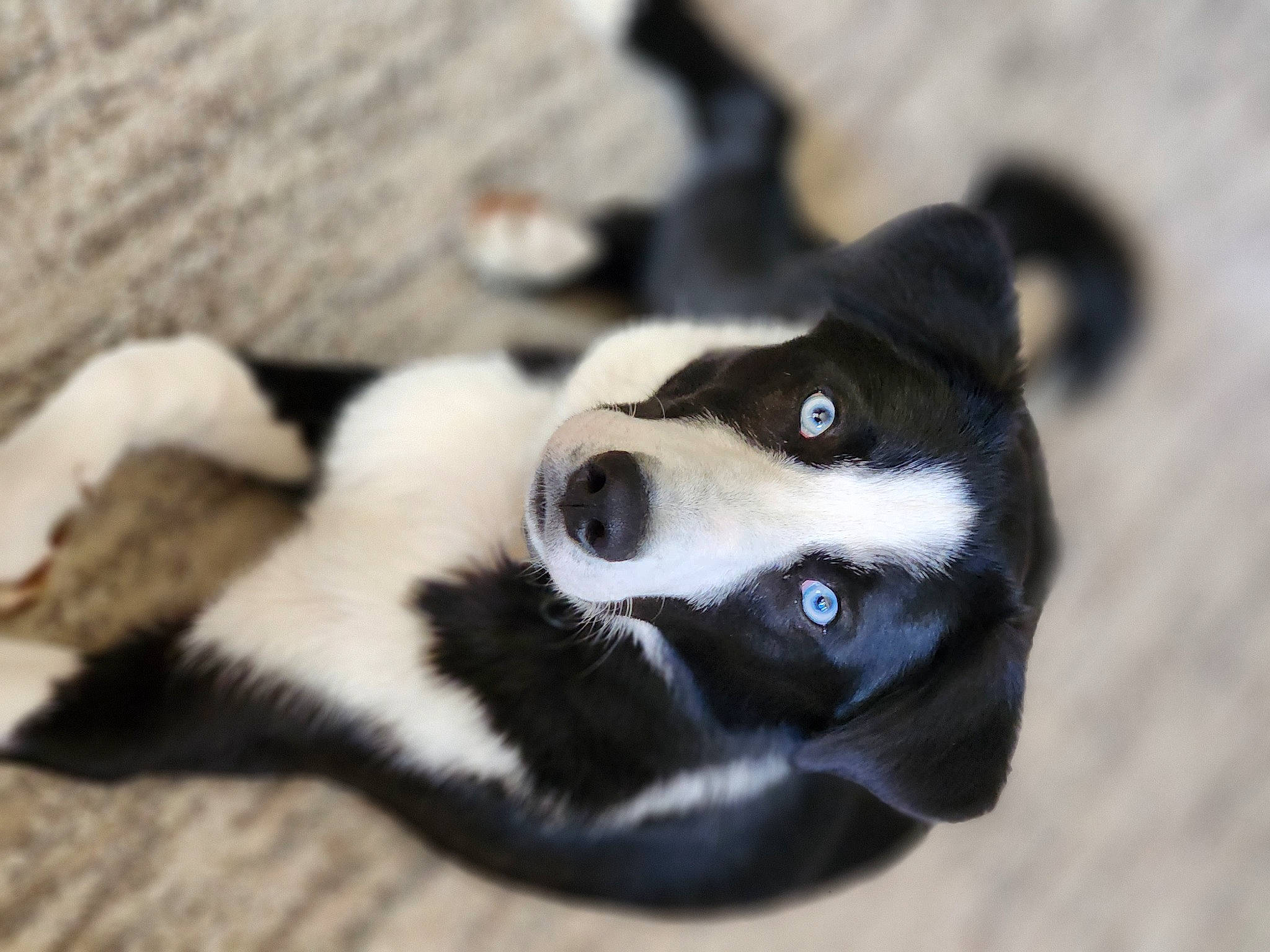 Buddy is registered to the contest to win money with this photo: canidae, carnivore, companion_dog, dog, dog_breed, fur, non_sporting_group, paw, puppy, sporting_group, street_dog, terrestrial_animal, whiskers, working_animal, working_dog