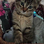 Kit Kat joined the competition — help win amazing prizes! kitten, cat, basket, indoor, curious, tabby, clothespins, pink, frill, fabric, wooden_floor, rug, furniture, pet, animal, cute, small, young, looking_up, cozy