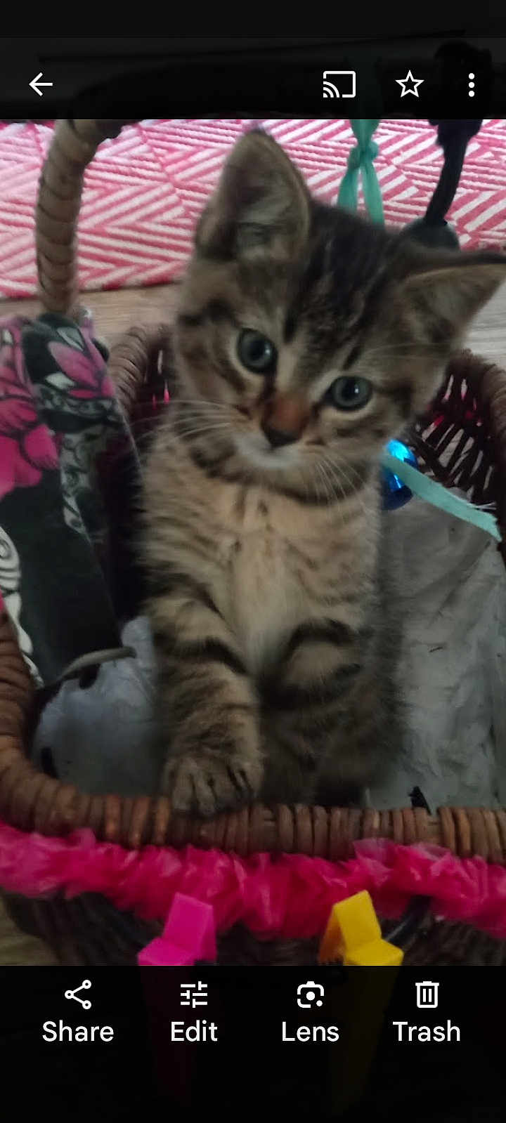 Kit Kat joined the competition — help win amazing prizes! kitten, cat, basket, indoor, curious, tabby, clothespins, pink, frill, fabric, wooden_floor, rug, furniture, pet, animal, cute, small, young, looking_up, cozy