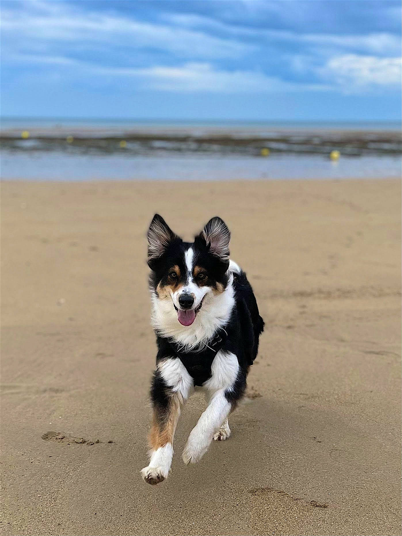 Isaure participe au concours pour gagner de l'argent avec cette photo : beach, canidae, carnivore, cloud, coast, companion_dog, dog, dog_breed, herding_dog, horizon, lake, ocean, sand, sky, sporting_group, tail, water, wind_wave, working_animal, working_dog