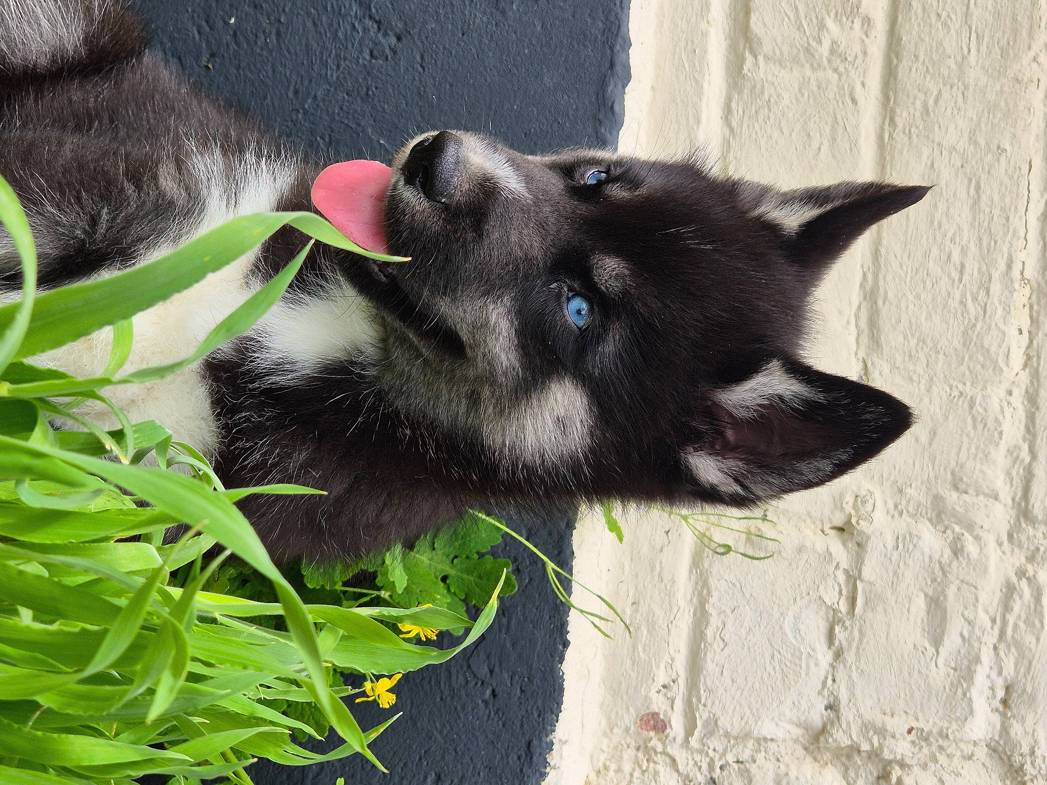 Blue Sky a rejoint le concours — aidez-le/la à gagner de superbes lots ! canidae, carmine, carnivore, dog, dog_breed, domestic_short_haired_cat, felidae, fur, grass, herbaceous_plant, non_sporting_group, plant, small_to_medium_sized_cats, snout, sporting_group, tail, whiskers