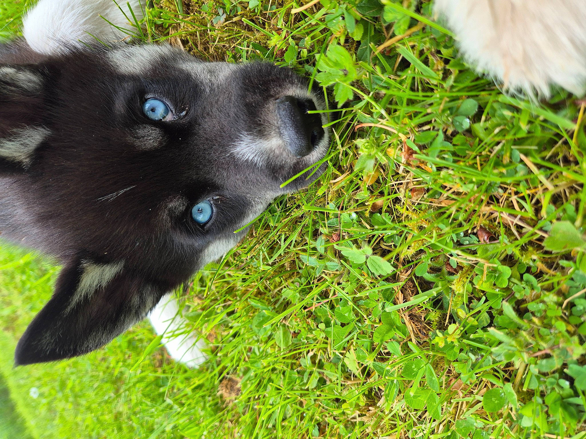 Blue Sky a rejoint le concours — aidez-le/la à gagner de superbes lots ! borador, canidae, carnivore, companion_dog, dog, dog_breed, fur, grass, groundcover, non_sporting_group, plant, sporting_group, terrestrial_animal, whiskers, working_animal