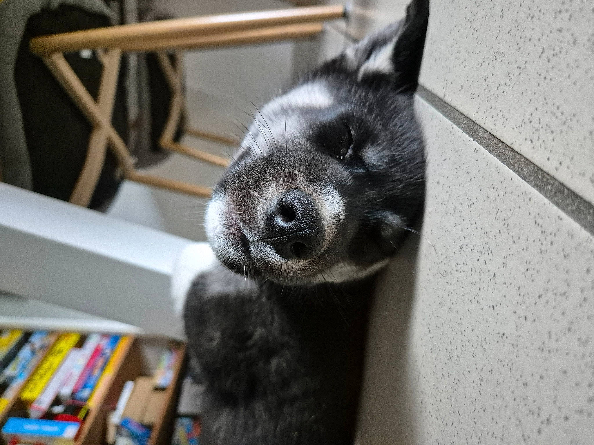 Blue Sky participe au concours pour gagner de l'argent avec cette photo : bookcase, canidae, carnivore, claw, dog_breed, electric_blue, fawn, flooring, fur, metal, paw, shelf, shelving, snout, terrestrial_animal, whiskers, wood