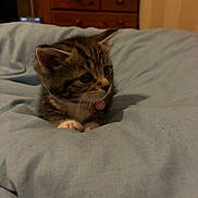 Rebel is registered to the contest to win money with this photo: bedroom, bell, blanket, cat, collar, cozy, curious, cute, domestic_animal, feline, fur, indoor, kitten, paws, pet, resting, soft, tabby, whiskers, young_animal