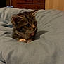 bedroom, bell, blanket, cat, collar, cozy, curious, cute, domestic_animal, feline, fur, indoor, kitten, paws, pet, resting, soft, tabby, whiskers, young_animal