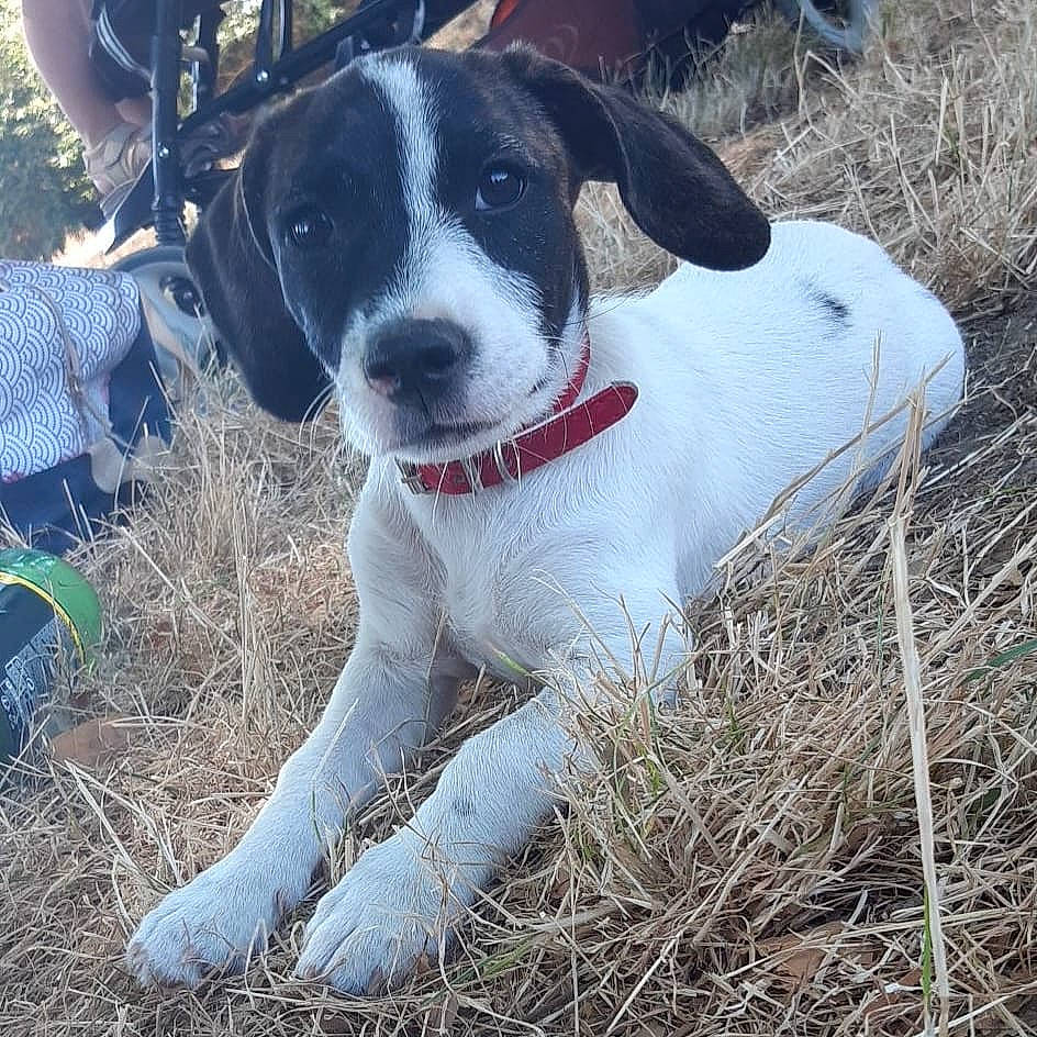 Akina a rejoint le concours — aidez-le/la à gagner de superbes lots ! adventure, ariegeois, canidae, carnivore, dog, dog_breed, hunting_dog, mammal, pointer, sporting_group, vertebrate