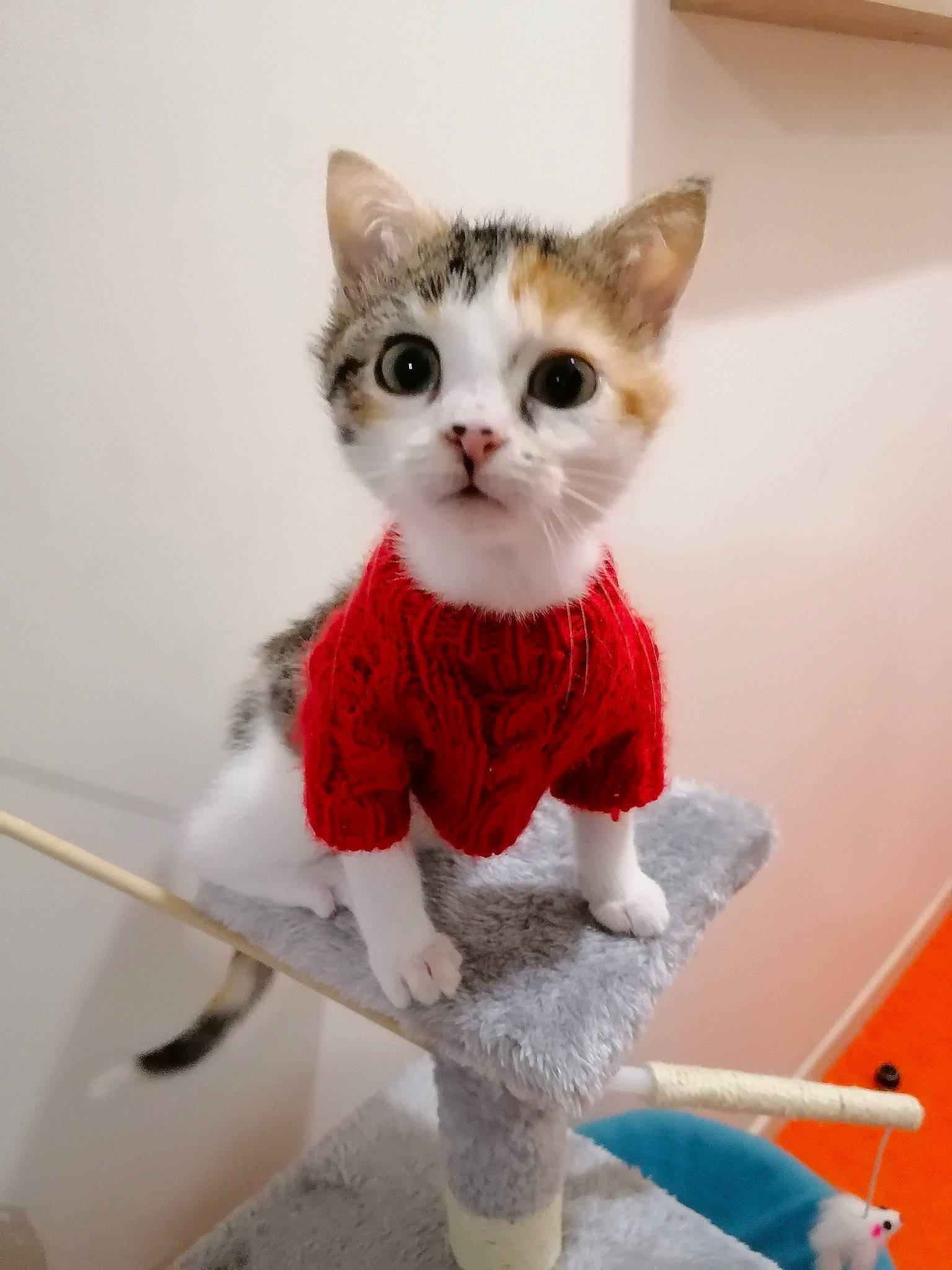 Navy participe au concours pour gagner de l'argent avec cette photo : art, carnivore, cat, creative_arts, doll, fawn, felidae, fur, grey, shelf, sleeve, small_to_medium_sized_cats, snout, stairs, stuffed_toy, tail, toy, whiskers, white, wool