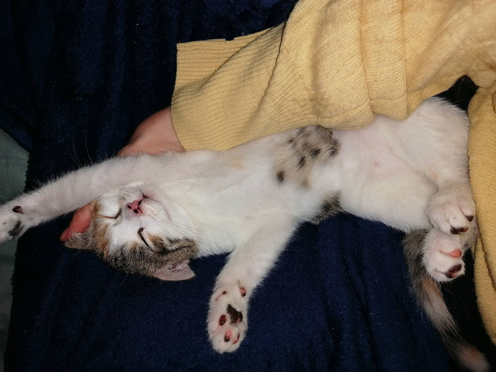 Navy participe au concours pour gagner de l'argent avec cette photo : canidae, carnivore, cat, claw, comfort, companion_dog, dog_breed, domestic_short_haired_cat, fawn, felidae, foot, gesture, lap, nail, paw, small_to_medium_sized_cats, snout, sporting_group, tail, whiskers